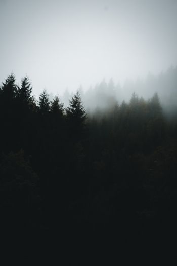 foggy forest Wallpaper 640x960