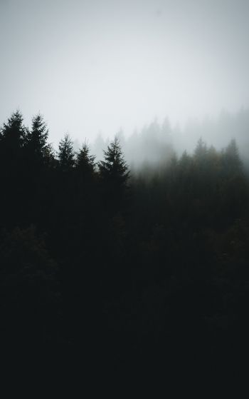 foggy forest Wallpaper 1752x2800