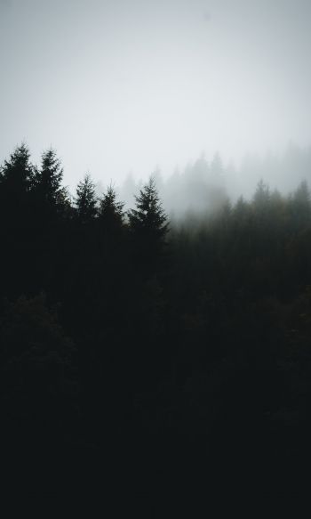 foggy forest Wallpaper 1200x2000