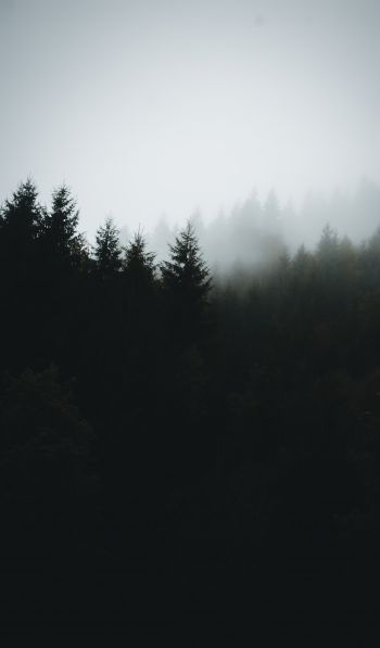 foggy forest Wallpaper 600x1024
