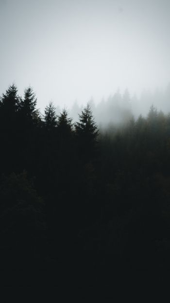 Обои 640x1136 туманный лес