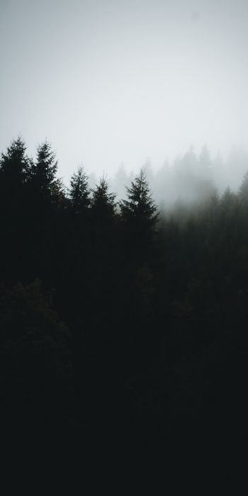 foggy forest Wallpaper 720x1440