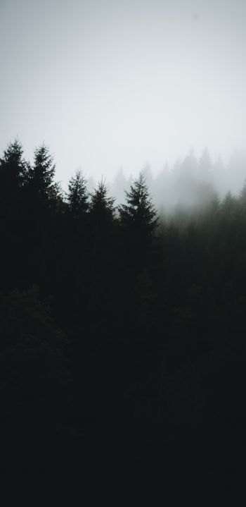 foggy forest Wallpaper 1080x2220