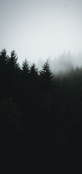 foggy forest Wallpaper 1080x2280