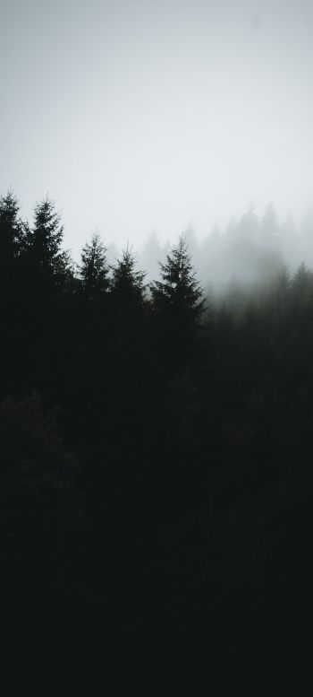 foggy forest Wallpaper 720x1600