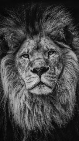 lion, mane, muzzle Wallpaper 640x1136