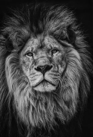 lion, mane, muzzle Wallpaper 8255x12113