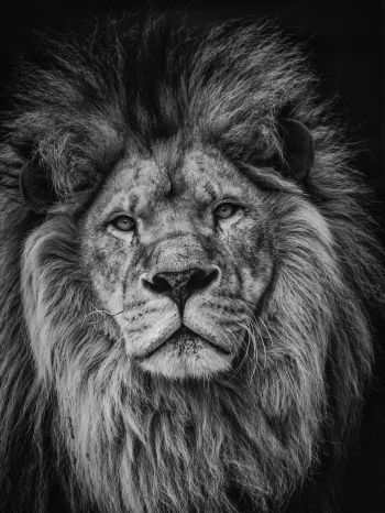lion, mane, muzzle Wallpaper 2048x2732