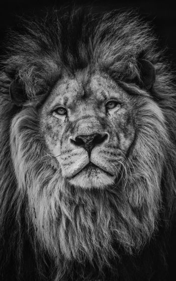 lion, mane, muzzle Wallpaper 1752x2800