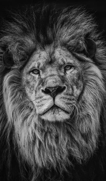 lion, mane, muzzle Wallpaper 600x1024