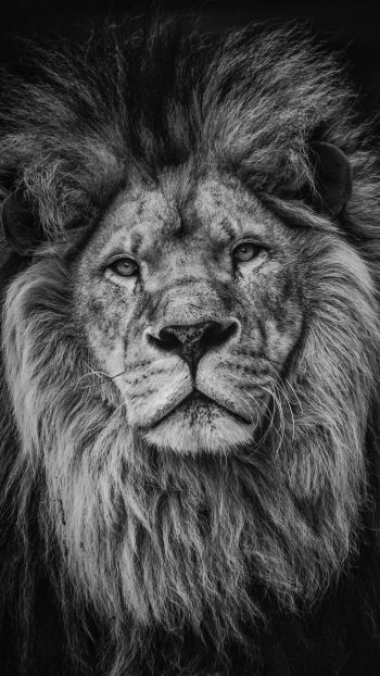 lion, mane, muzzle Wallpaper 720x1280
