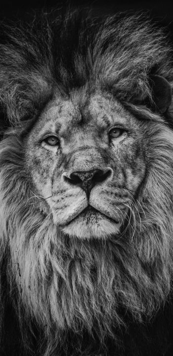 lion, mane, muzzle Wallpaper 1080x2220