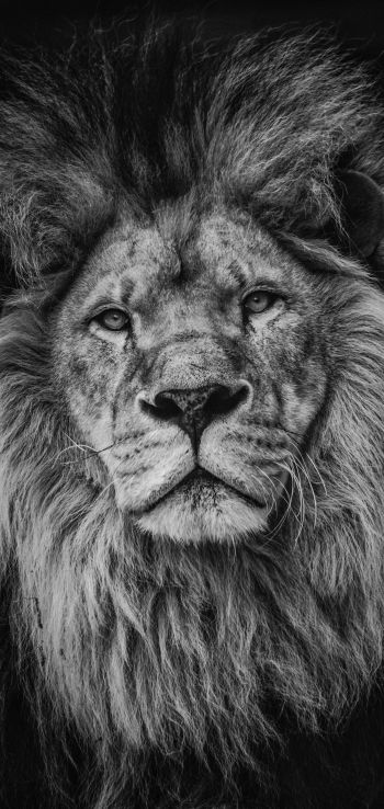 lion, mane, muzzle Wallpaper 1440x3040