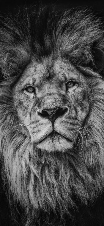 lion, mane, muzzle Wallpaper 1284x2778