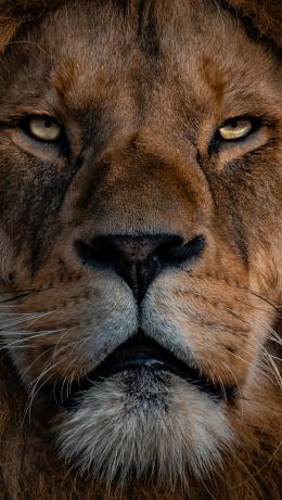 lion, mane, muzzle Wallpaper 640x1136