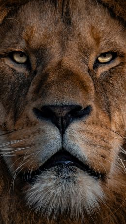 lion, mane, muzzle Wallpaper 750x1334
