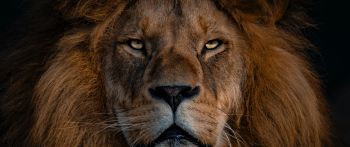 lion, mane, muzzle Wallpaper 2560x1080