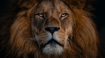 lion, mane, muzzle Wallpaper 1600x900