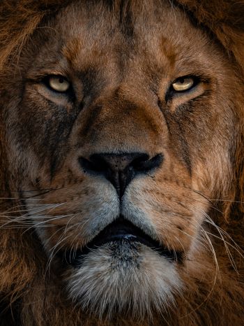 lion, mane, muzzle Wallpaper 1620x2160