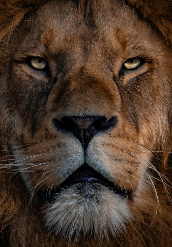 lion, mane, muzzle Wallpaper 1668x2388