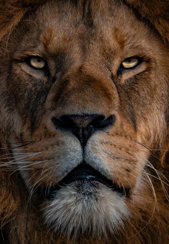 lion, mane, muzzle Wallpaper 1640x2360