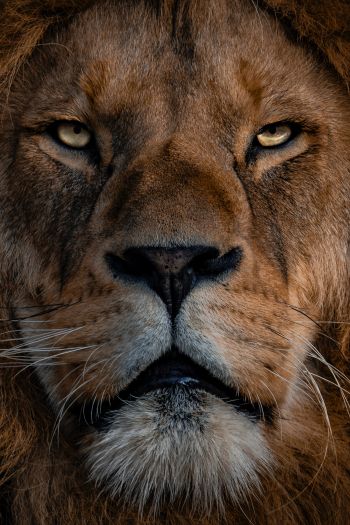lion, mane, muzzle Wallpaper 640x960