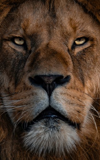 lion, mane, muzzle Wallpaper 800x1280