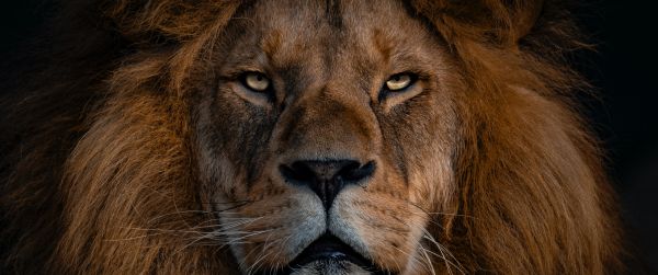 lion, mane, muzzle Wallpaper 3440x1440