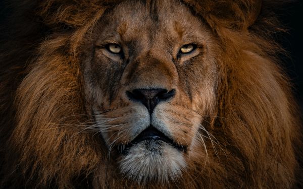 lion, mane, muzzle Wallpaper 2560x1600