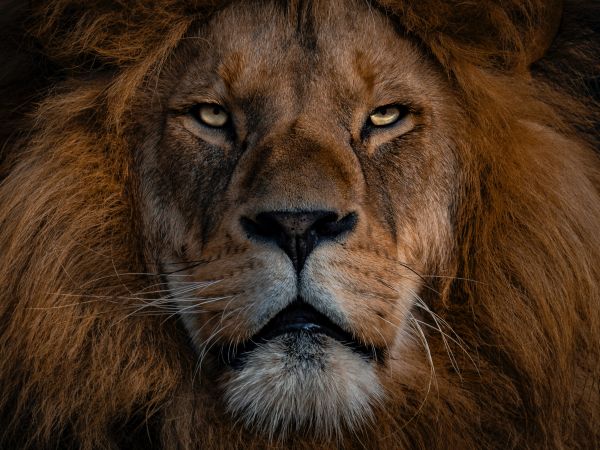 lion, mane, muzzle Wallpaper 800x600