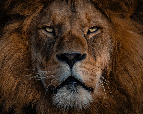 lion, mane, muzzle Wallpaper 1280x1024