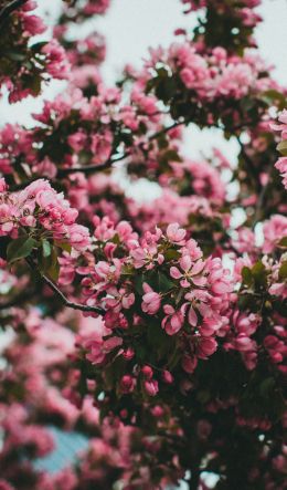 spring, flowering tree Wallpaper 600x1024