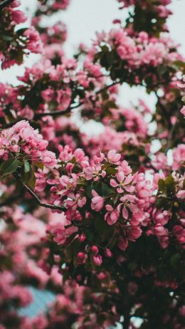 spring, flowering tree Wallpaper 1440x2560