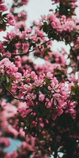 spring, flowering tree Wallpaper 720x1440