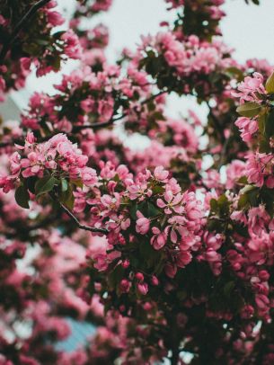 spring, flowering tree Wallpaper 2048x2732