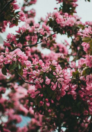 spring, flowering tree Wallpaper 1640x2360