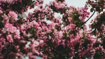 spring, flowering tree Wallpaper 1600x900