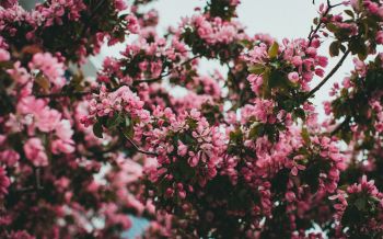 spring, flowering tree Wallpaper 2560x1600