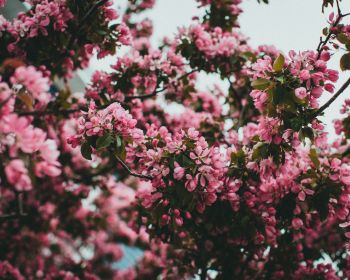 spring, flowering tree Wallpaper 1280x1024