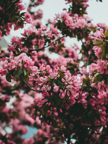 spring, flowering tree Wallpaper 1536x2048