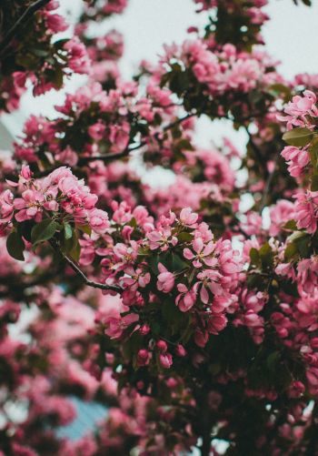 spring, flowering tree Wallpaper 1668x2388