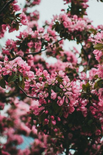 spring, flowering tree Wallpaper 640x960