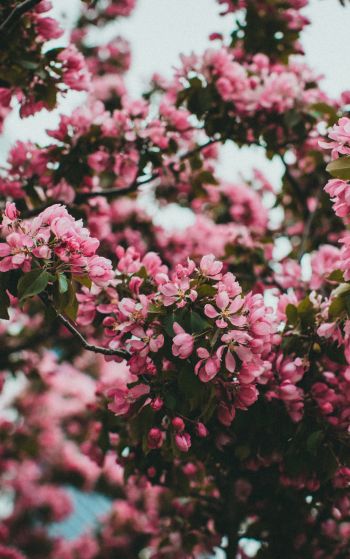 spring, flowering tree Wallpaper 1752x2800