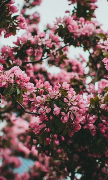 spring, flowering tree Wallpaper 1200x2000