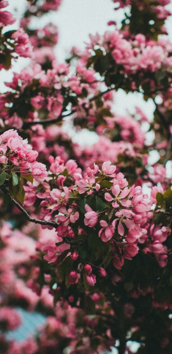 spring, flowering tree Wallpaper 1440x2960