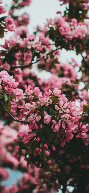 spring, flowering tree Wallpaper 1125x2436
