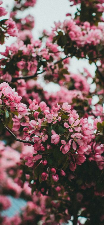 spring, flowering tree Wallpaper 1080x2340