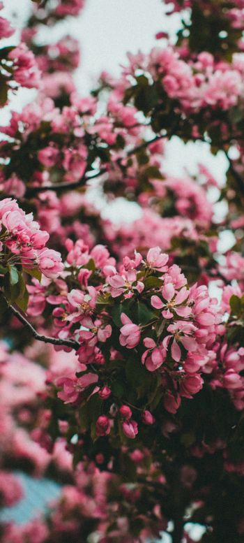 spring, flowering tree Wallpaper 1080x2400