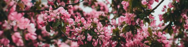 spring, flowering tree Wallpaper 1590x400