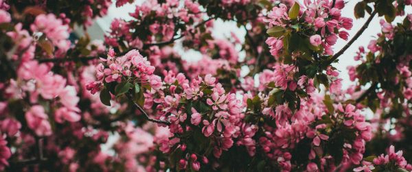 spring, flowering tree Wallpaper 3440x1440